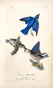 Common Blue Bird. 1. Male. 2. Female. 3. Young. (great Mullein. Verbascum Thapsus.) — John James Audubon