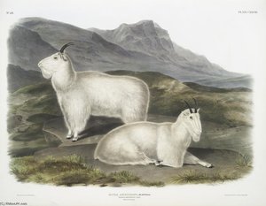 Capra Americana, Rocky Mountain Goat. Male ^ Female — John James Audubon