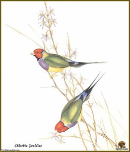 Diamant De Gould — John Gould