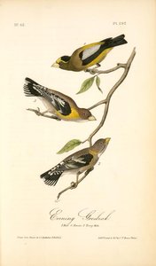 Evening Grosbeak. 1. Male. 2. Female. 3. Young Male. (ground Hemlok. Taxus Canadensis.) — John James Audubon