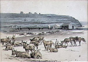 Donkeys On The Golf Course — Henry Sandercock