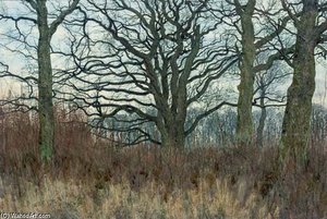 A Wood In Winter — William Fraser Garden