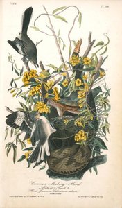 Common Mocking Bird. 1, 2. Males, 3. Female. (florida Jessamine. Gelseminum Niditum. Rattlesnake.) — John James Audubon