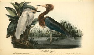 Reddish Egret. 1. Adult, Full Spring Plumage. 2. Young In Full Spring Plumage Two Years Old — John James Audubon