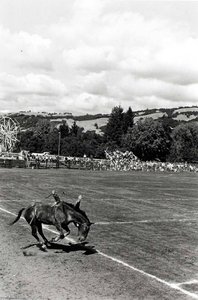 Boonville (bucking Horse) — Alvin Lieberman