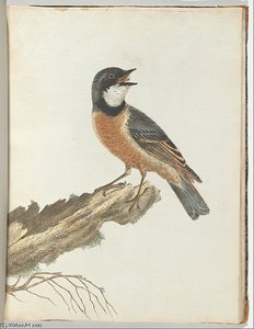 Orange Breast Thrush