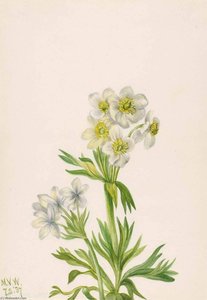 Anemone (anemone Zephyra) — Mary Morris Vaux Walcott