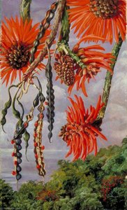 Flowers Of Another Kind Of Coral Tree — Marianne North