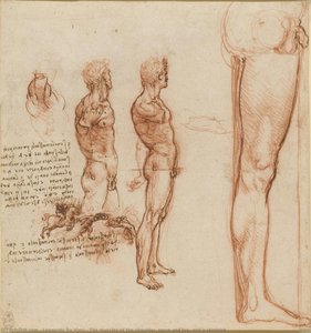 The Muscles Of The Shoulder, Torso And Leg, And A Skirmish — Leonardo Da Vinci, High Renaissance