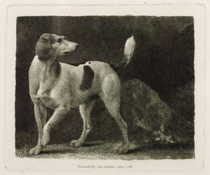 A Foxhound — George Stubbs