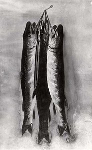 Still Life (fish), (painting) — Charles Marion Russell, Contemporary Realism