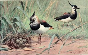 Lapwing — Friedrich Wilhelm Kuhnert