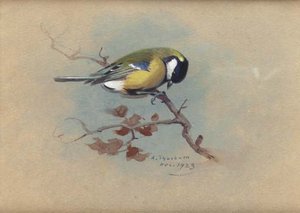 Great Tit — Archibald Thorburn, Contemporary Realism