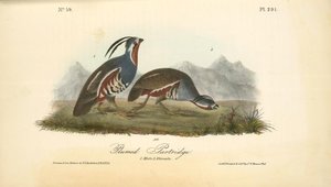 Plumed Partridge. 1. Male. 2. Female — John James Audubon