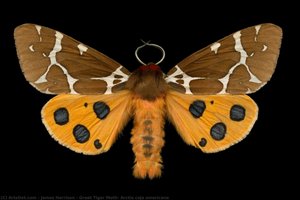 Great Tiger Moth, Arctia Caja Americana — James Harrison