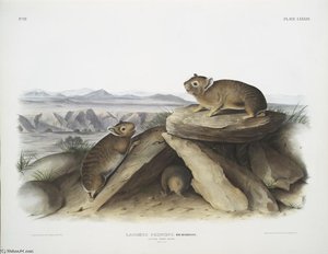 Lagomys Princeps, Little Chief Hare — John James Audubon