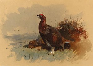 A Pair Of Red Grouse Among Heather — Archibald Thorburn