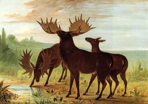 Moose At Waterhole — George Catlin