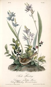 Field Bunting. Male. (calopogon Pulchellus. Brown. Dwarf Huckle-berry. Vaccinium Tenellum.) — John James Audubon