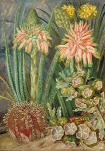 Some Grotesque Plants From The Karroo, South Africa — Marianne North
