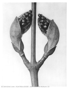 Art Forms in Nature 22