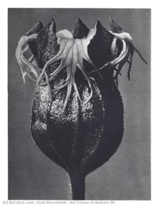 Art Forms In Nature 85 — Karl Blossfeldt, German Expressionism