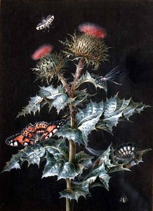 A Study Of A Thistle With Insects (gouache) — Barbara Regina Dietzsch