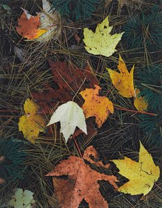 Maple Leaves And Pine Needles, Tamworth, New Hampshire, October 3, 1956 — Eliot Porter, Contemporary Realism