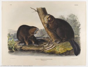 American Beaver — John James Audubon
