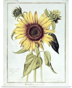 Helianthus Annuus (sunflower) — Nicolas Robert