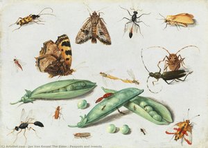 Peapods And Insects — Jan Van Kessel The Elder, Baroque