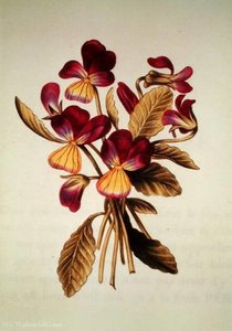 Pansy — Nicolas Robert