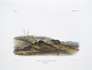 Sorex Carolinensis, Carolina Shrew. Males ^ Female. Natural Size — John James Audubon