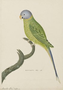 Psittacus Iris — Ann Lees