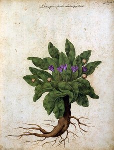 Mandrake