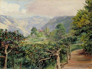 Coffee Plantation At Clifton Mount And The Blue Mountains Beyond Jamaica — Marianne North