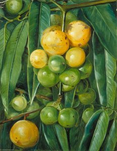 Foliage And Fruit Of The Gourka Or Goraka, Of India — Marianne North