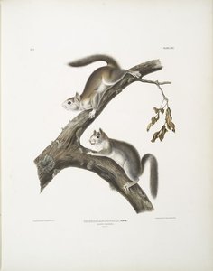 Sciurus Lanigunosus, Downy Squirrel. Natural Size — John James Audubon