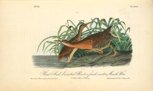 Great Red-breasted Rail, Or Fresh-water Marsh Hen-water-rail. 1. Male Adult. 2 Young — John James Audubon