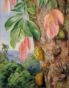 View In Singapore With Nyum Nyum Tree — Marianne North