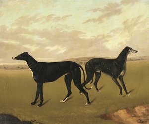 Two Greyhounds, Called ‘demus’ And ‘dermot’ — Edmund Ward Gill