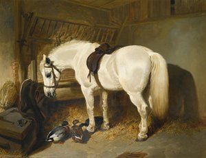 A Grey Pony in a Stable with Ducks