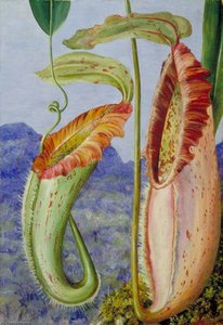 A New Pitcher Plant From The Limestone Mountains Of Sarawak, Borneo — Marianne North