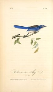Ultramarine Jay. Adult Male — John James Audubon
