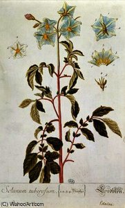 Potato flowers