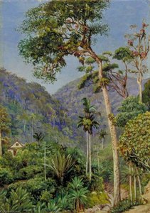 Glimpse Of Mr Weilhorn's House At Petropolis, Brazil — Marianne North, Botanical Illustration