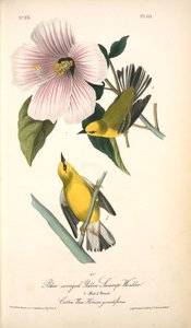 Blue-winged Yellow Swamp-warbler. 1. Male. 2. Female. (cotton Rose. Hibiscus Grandiflorus.) — John James Audubon