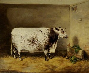 A Prize Shorthorn Cow