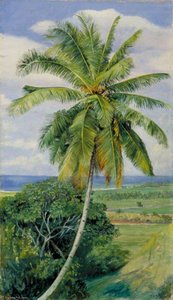 Study Of Cocoanut Palm — Marianne North