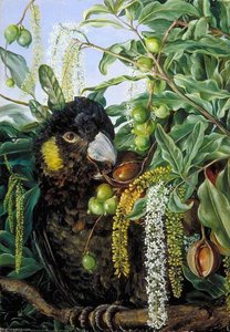Foliage, Flowers And Fruit Of A Queensland Tree, And Black Cockatoo — Marianne North